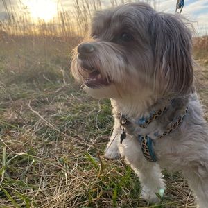 Meet your Posher, Sophia